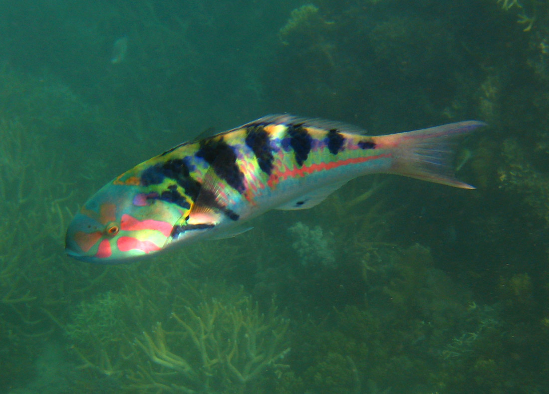 Thalassoma hardwicke